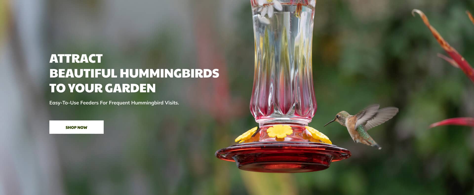 Attract Beautiful Hummingbirds to Your Garden