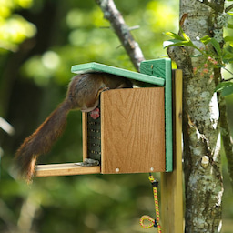 Kingsyard Recycled Plastic Squirrel Feeder 3 Kingsyard Recycled Plastic Squirrel Feeder 3