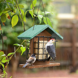 Kingsyard Recycled Plastic Suet Bird Feeders 1 Kingsyard Recycled Plastic Suet Bird Feeders 1