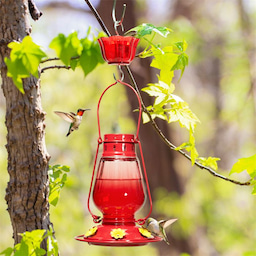 Kingsyard Lamp-shaped Glass Hummingbird Feeder 1 Kingsyard Lamp-shaped Glass Hummingbird Feeder 1