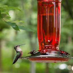 Kingsyard 16oz Glass Hummingbird Feeder With Ant Moat 6 Kingsyard 16oz Glass Hummingbird Feeder With Ant Moat 6