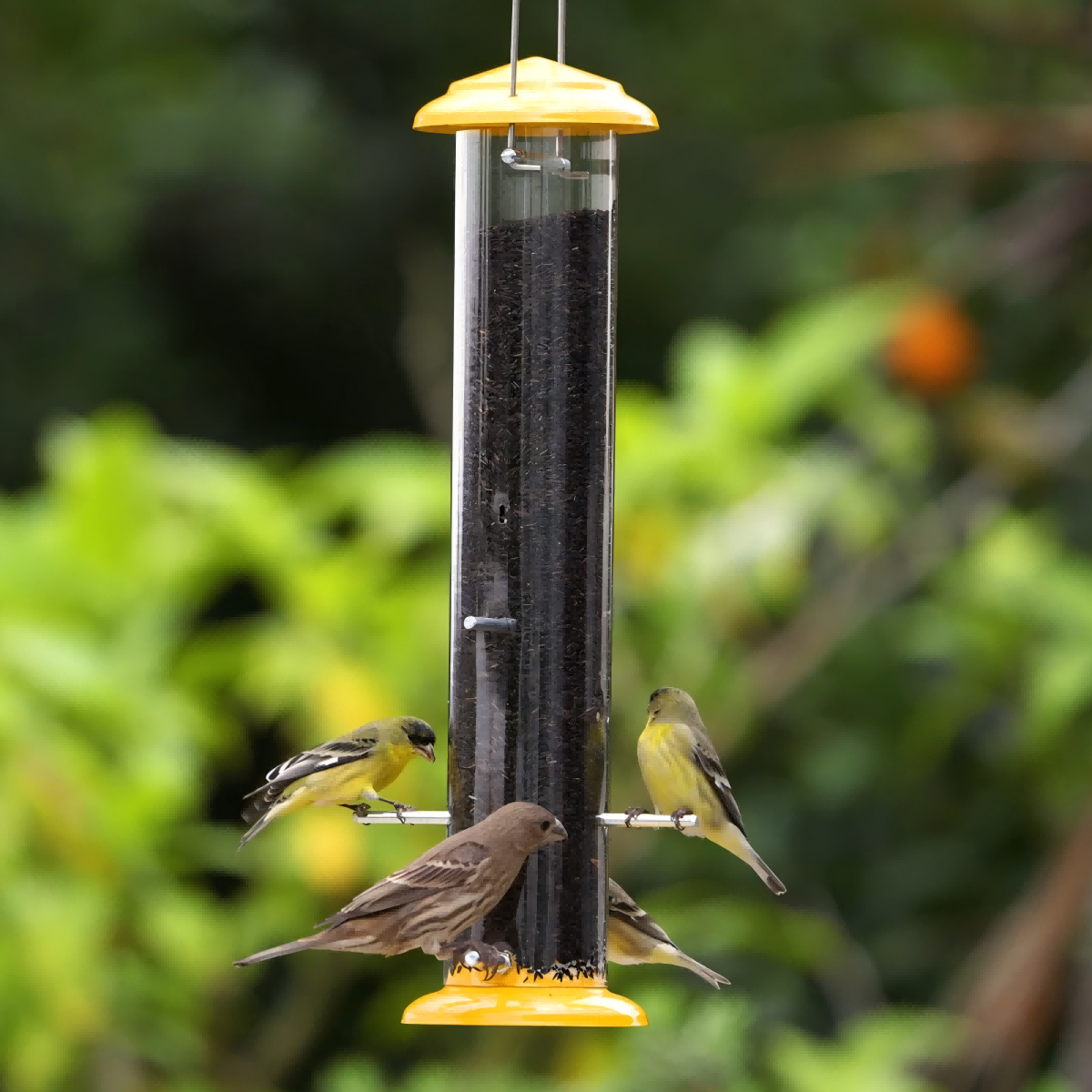 Kingsyard Metal Thistle Tube Bird Feeder