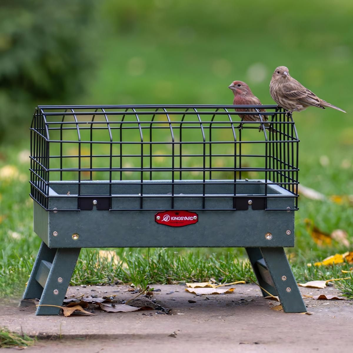 Kingsyard Squirrel Proof Caged Ground Bird Feeder