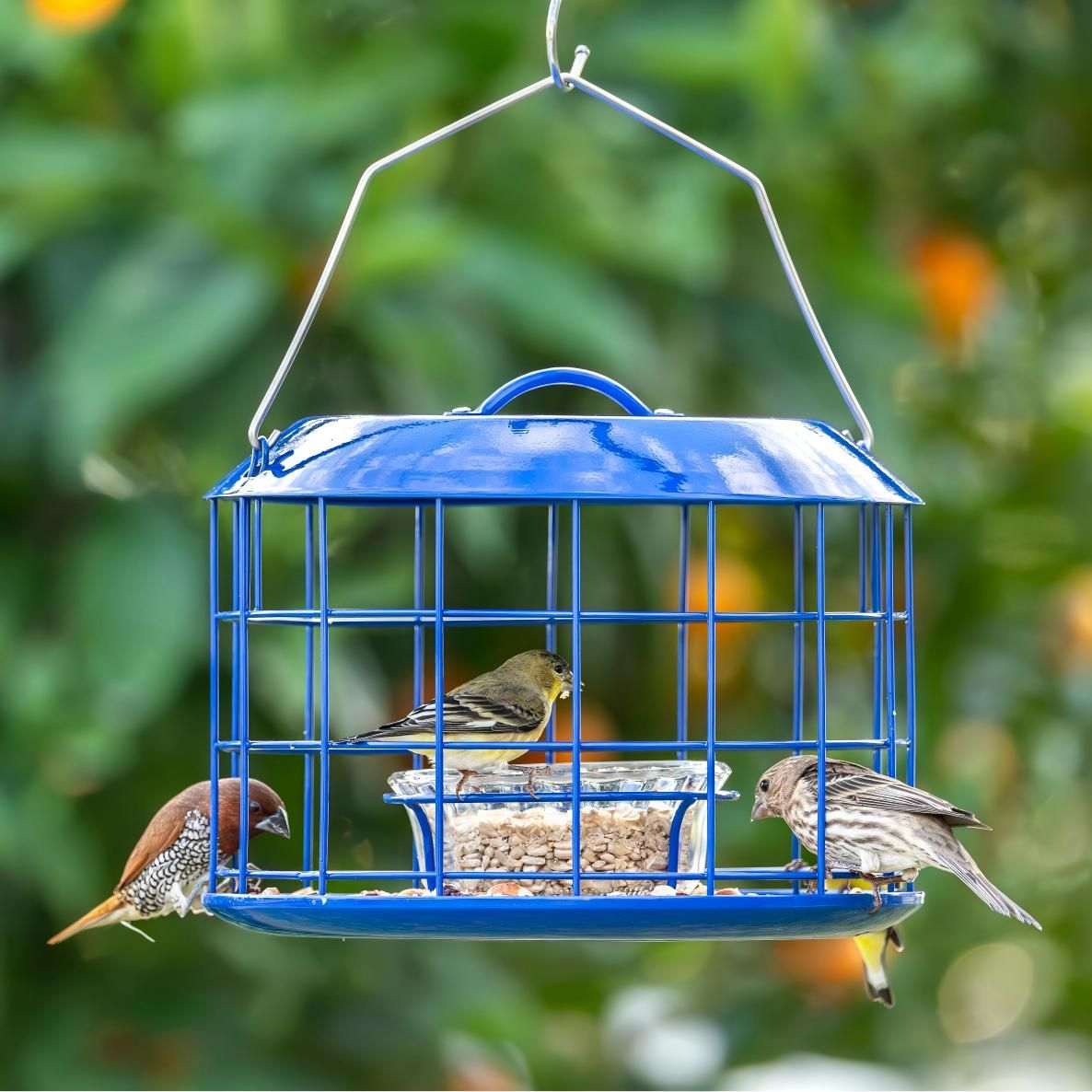 Kingsyard Metal Caged Squirrel Proof Bluebird Feeders
