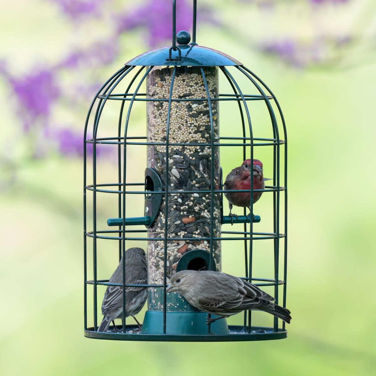 Kingsyard Caged Squirrel Proof Tube Feeder with Rainproof Design