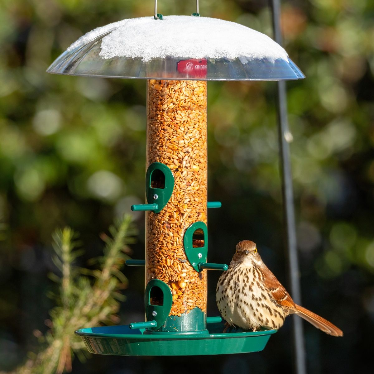 Kingsyard Weatherproof Metal Tube Feeder with Dome