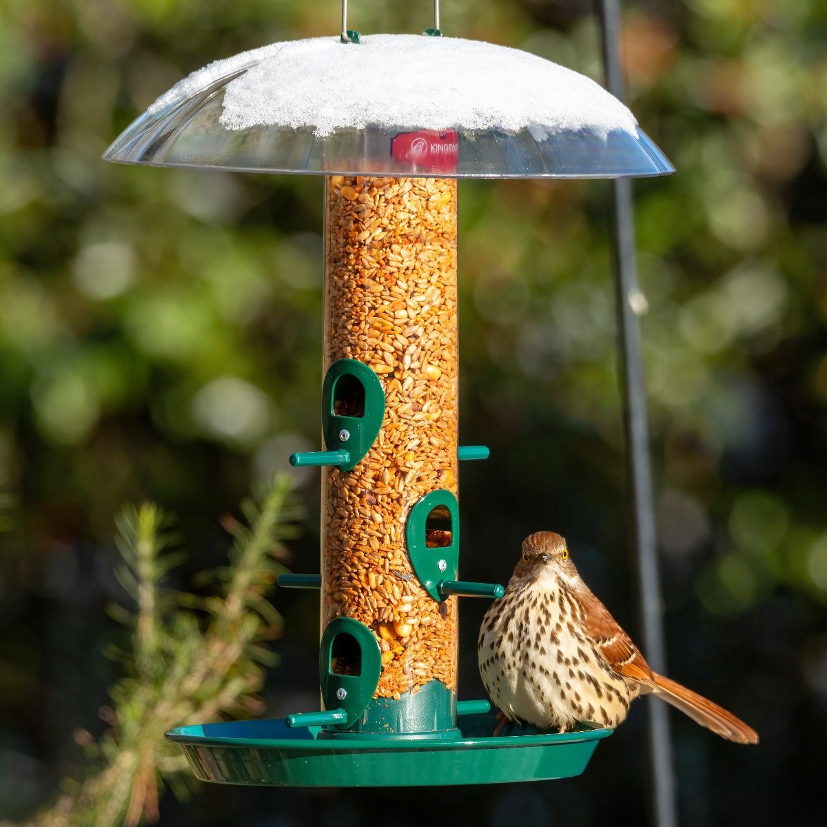 Kingsyard Weatherproof Metal Tube Feeder with Dome