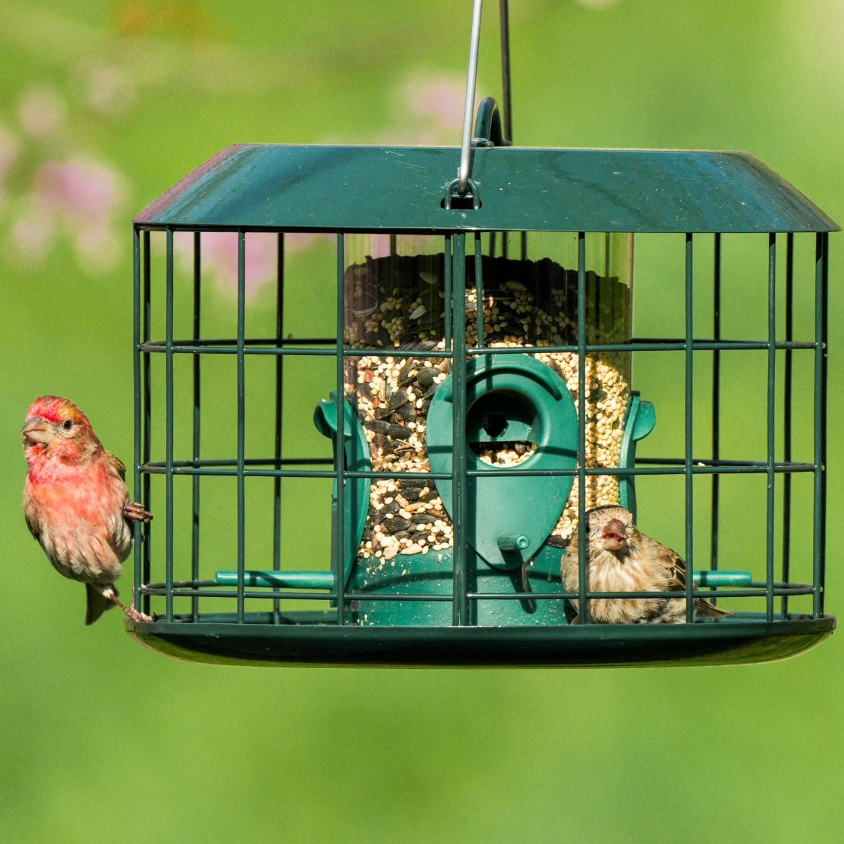 Kingsyard Squirrel Proof Caged Tube Bird Feeder