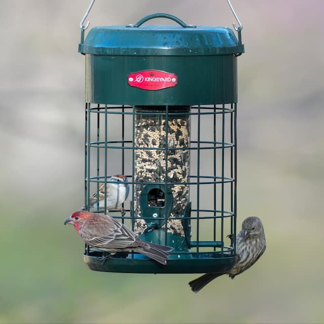 Kingsyard Caged Squirrel Proof Tube Feeder with Weatherproof Design