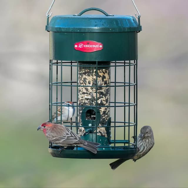 Kingsyard Caged Squirrel Proof Tube Feeder with Weatherproof Design