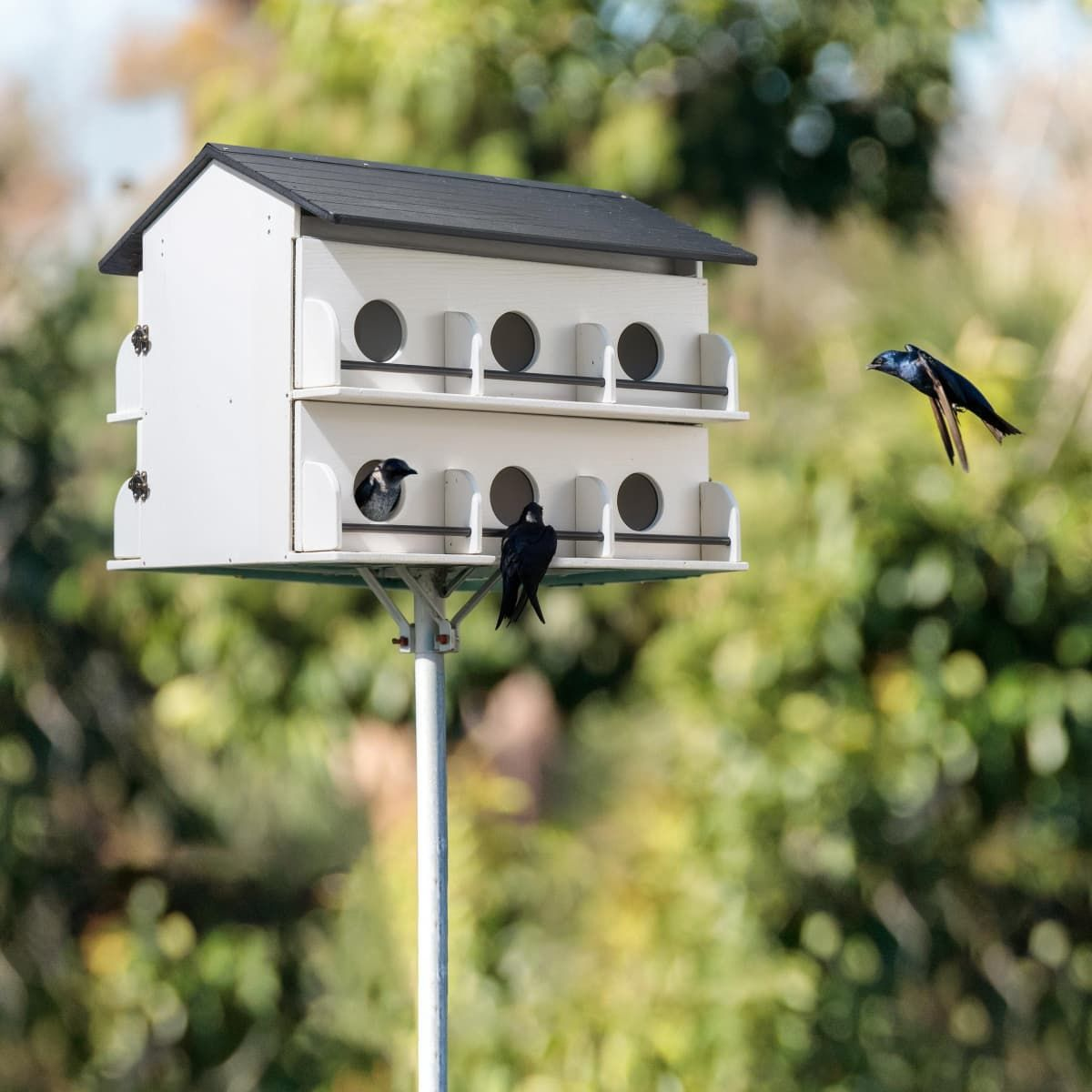 Kingsyard Pre-Assembled 12-Room Purple Martin House