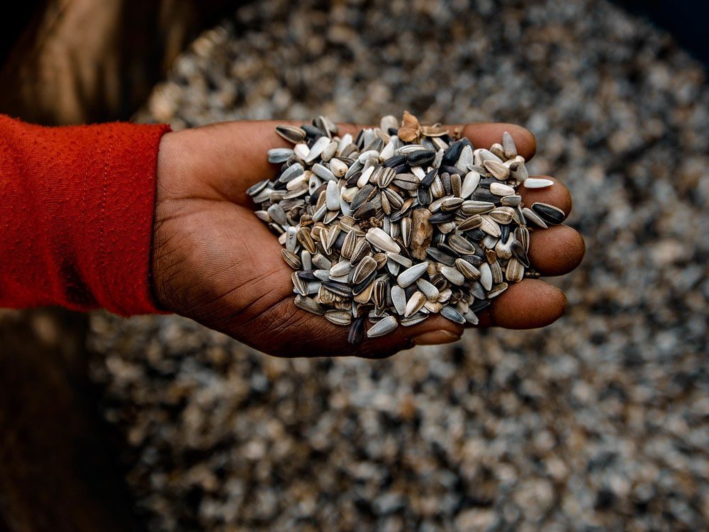 sunflower seeds in the hands