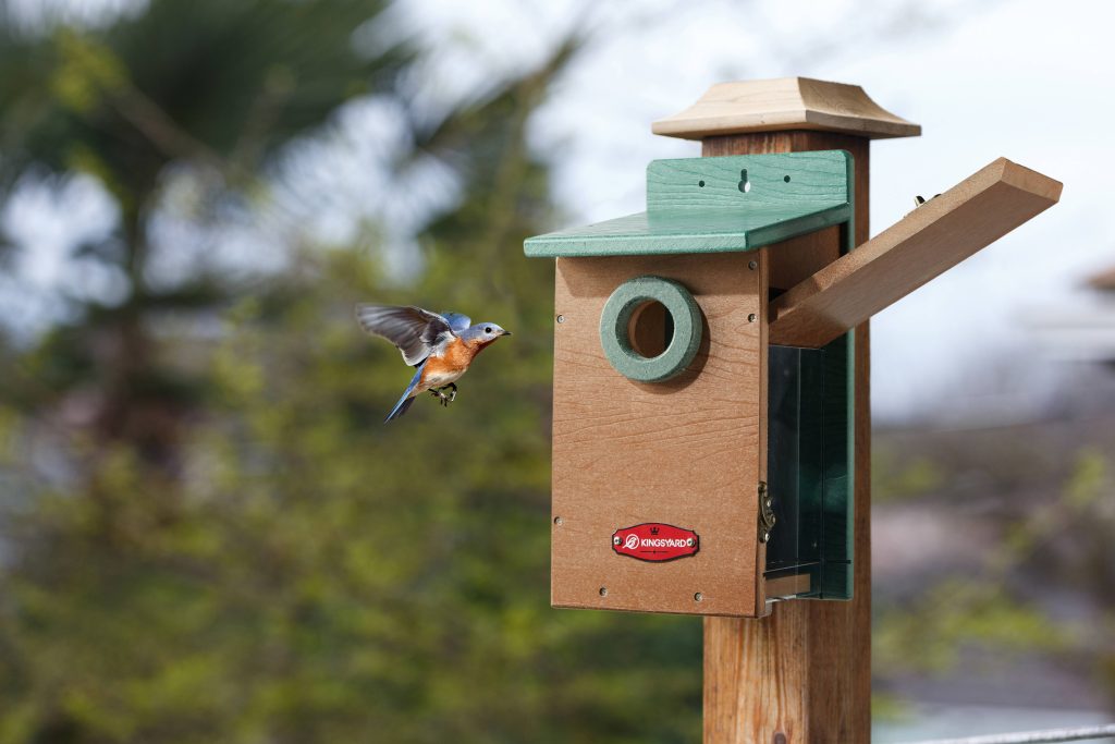 bluebirds flying into a bird house