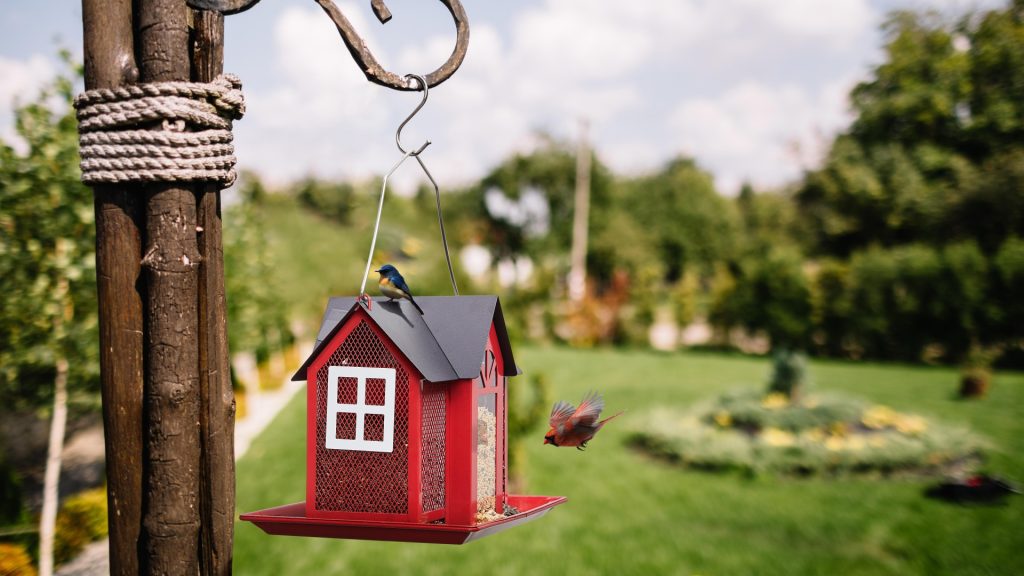 cardinal flying into a hanging hopper bird feeder