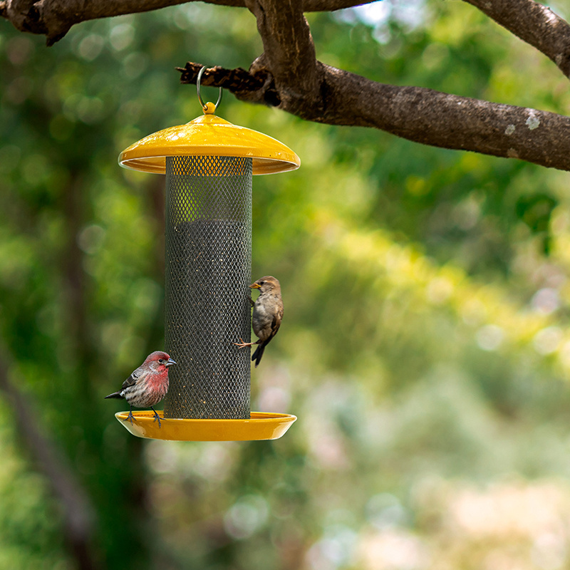 Finch deals bird feeder