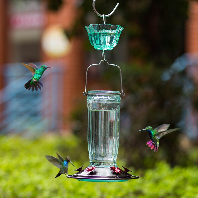 Kingsyard Glass Hummingbird Feeder With Ant Moat